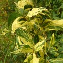 Forsythia x intermedia 'Spectabilis' P9